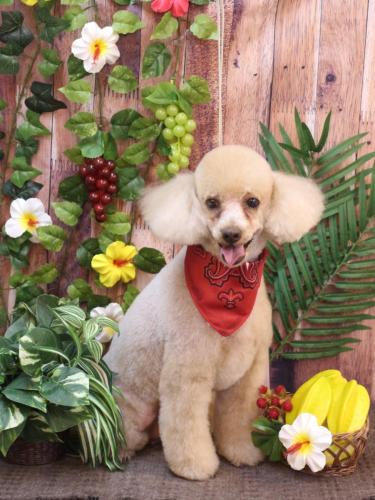 20230812チロくん